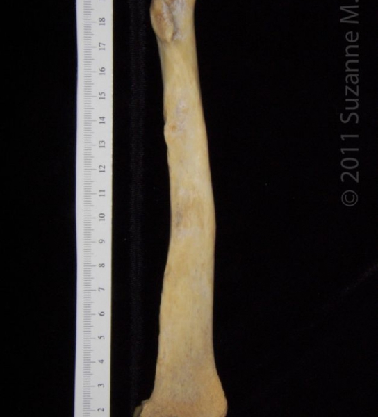Anterior View Left Florida Panther Radius