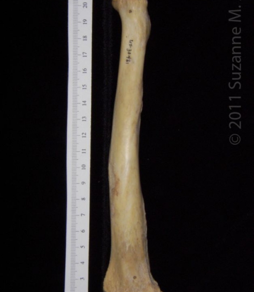 Posterior View Left Florida Panther Radius
