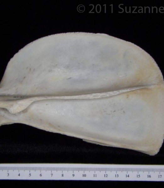 Posterior View Florida Panther Left Scapula
