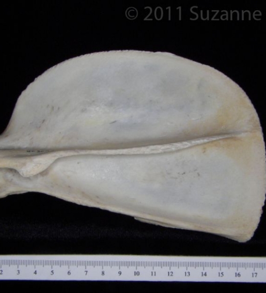Posterior View Florida Panther Left Scapula