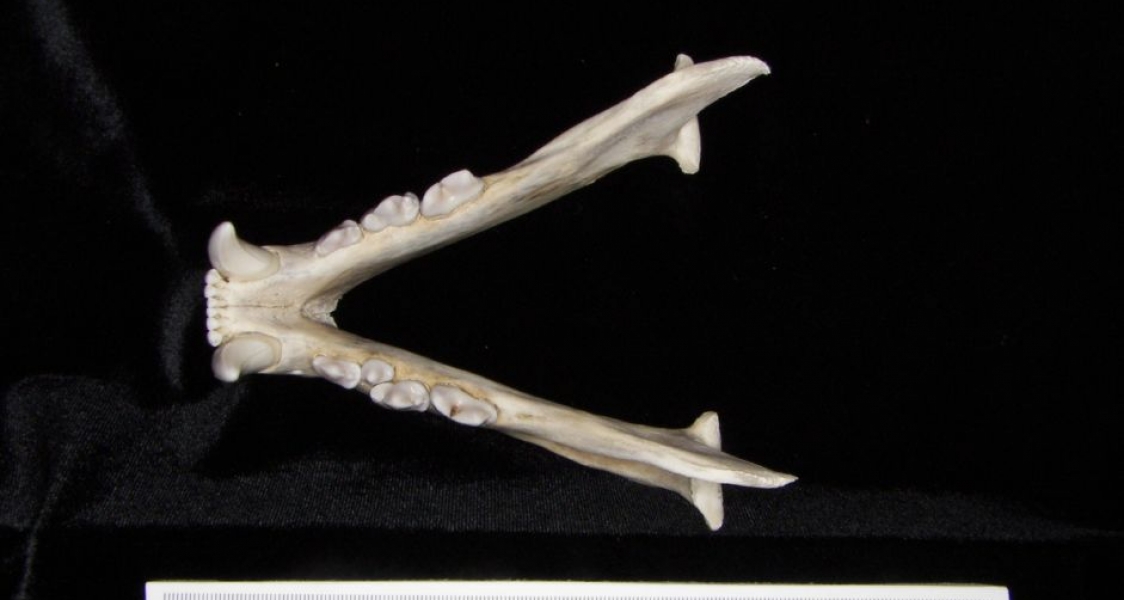 Superior View Florida Panther Mandible