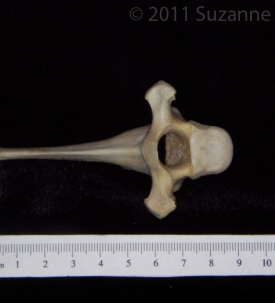 Cranial View Florida Panther T6 Vertebrae