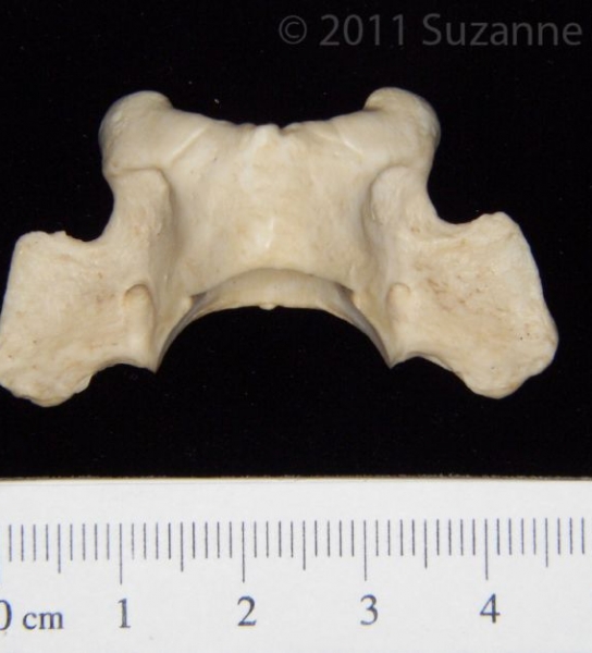 Superior View Grey Fox C1 Vertebrae