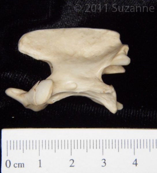 Lateral View Grey Fox C2 Vertebrae