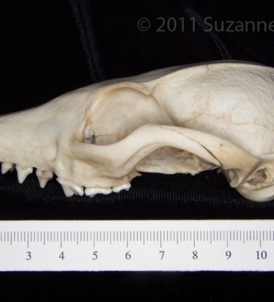 Lateral View Gray Fox Cranium