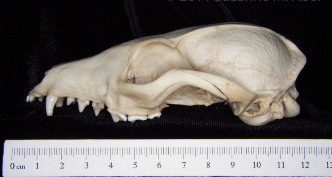 Lateral View Gray Fox Cranium