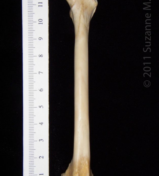 Anterior View Left Grey Fox Femur