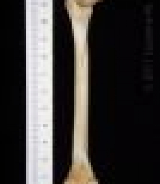 Posterior View Left Grey Fox Femur