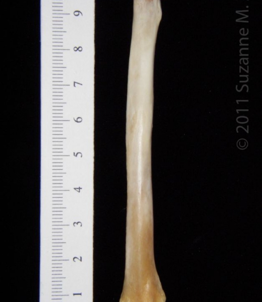 Posterior View Left Grey Fox Radius