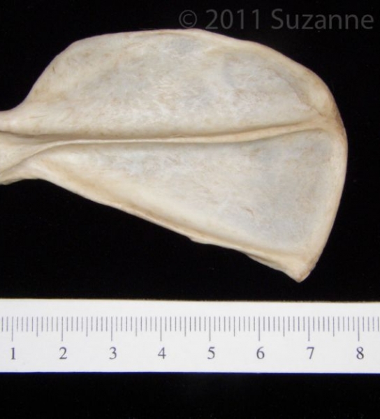 Posterior View Grey Fox Left Scapula