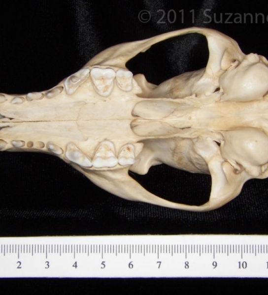 Inferior View Gray Fox Cranium