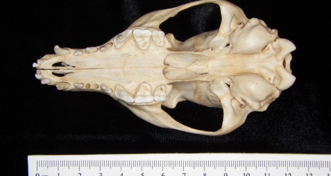 Inferior View Gray Fox Cranium