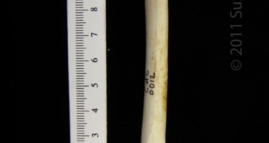 Anterior View Left Great Blue Heron Femur