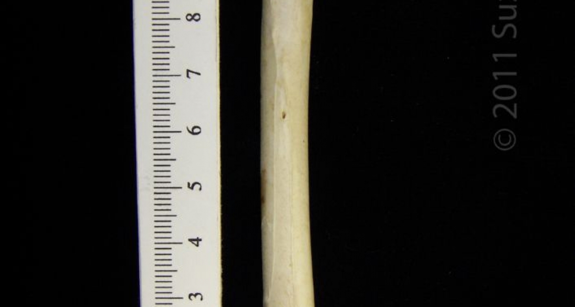 Posterior View Left Great Blue Heron Femur