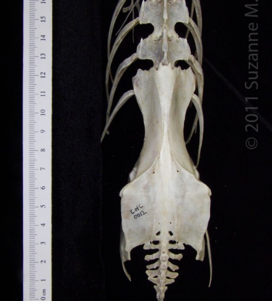 Dorsal View Great Blue Heron Pelvis (With Associated Verts&Ribs)