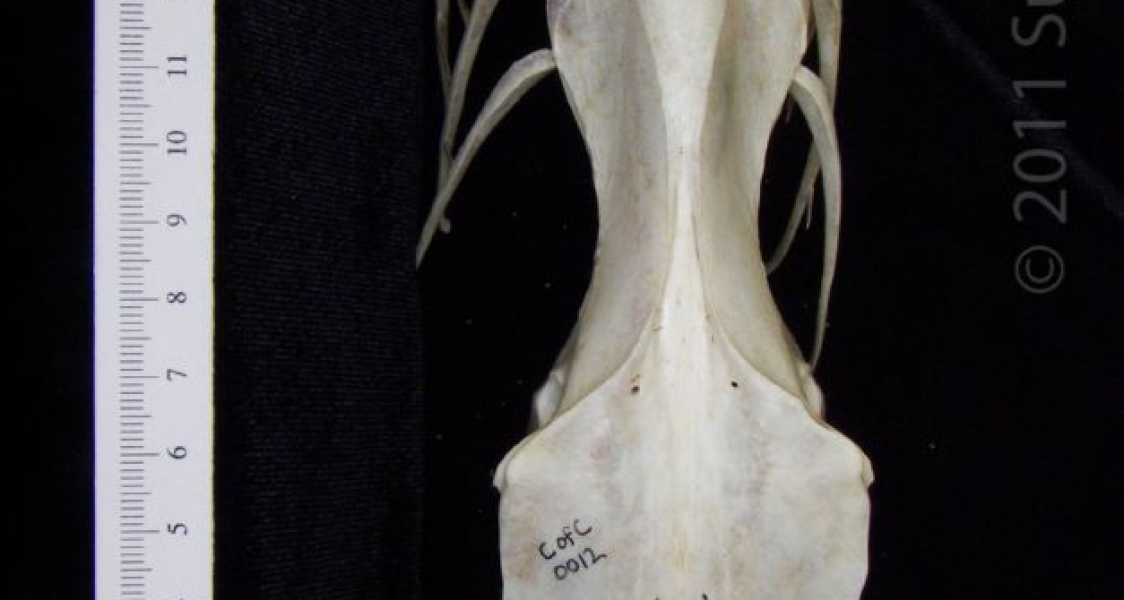 Dorsal View Great Blue Heron Pelvis (With Associated Verts&Ribs)