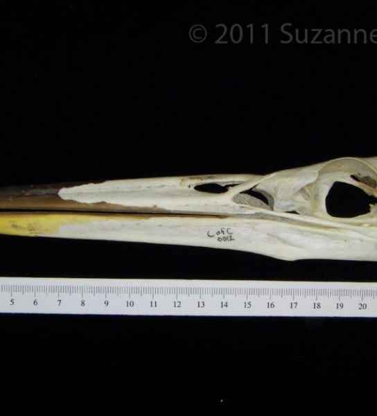 Lateral View Great Blue Heron Skull