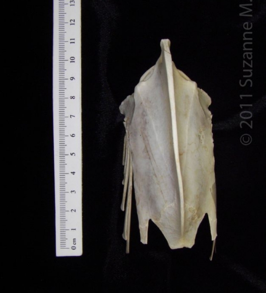 Ventral View Great Blue Heron Sternum