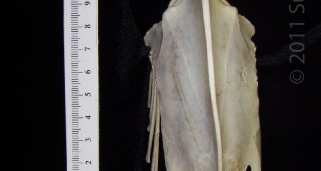 Ventral View Great Blue Heron Sternum