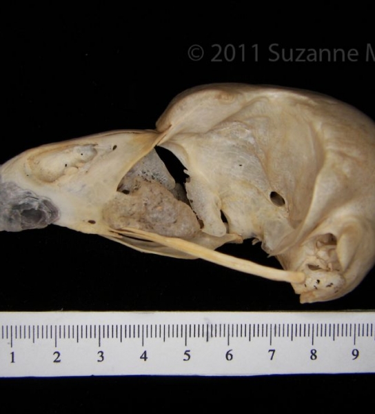 Lateral View Great-Horned Owl Cranium