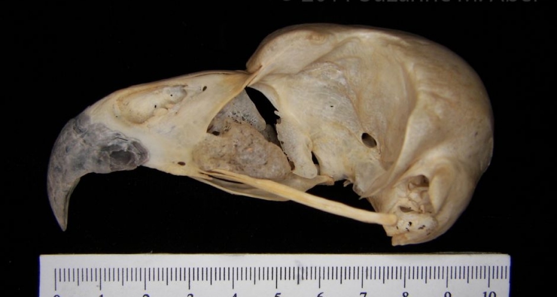 Lateral View Great-Horned Owl Cranium