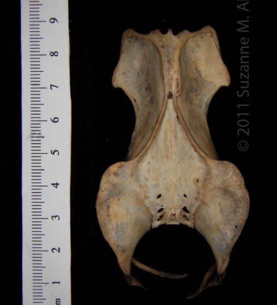 Dorsal View Great Horned Owl Pelvis