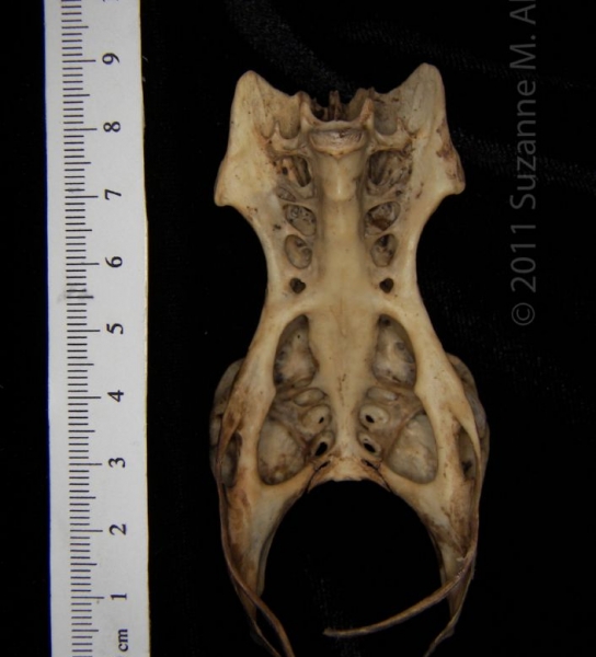 Ventral View Great Horned Owl Pelvis