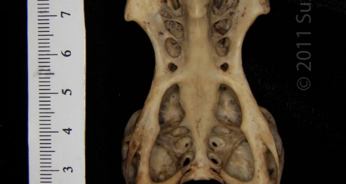 Ventral View Great Horned Owl Pelvis