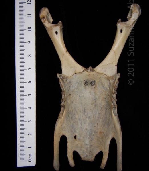 Posterior View Great Horned Owl Sternum with Corocoids