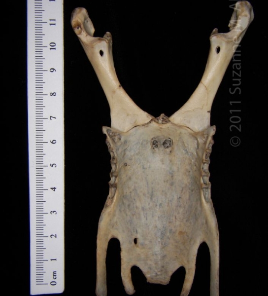 Posterior View Great Horned Owl Sternum with Corocoids