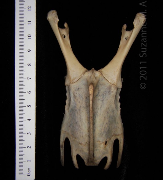 Anterior View Great Horned Owl Sternum with Corocoids