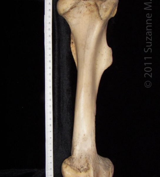 Anterior View Left Horse Femur