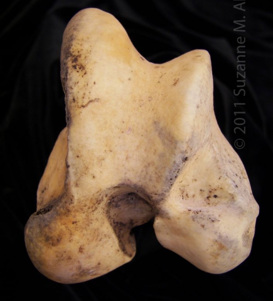 Distal Articular Surface Left Horse Femur