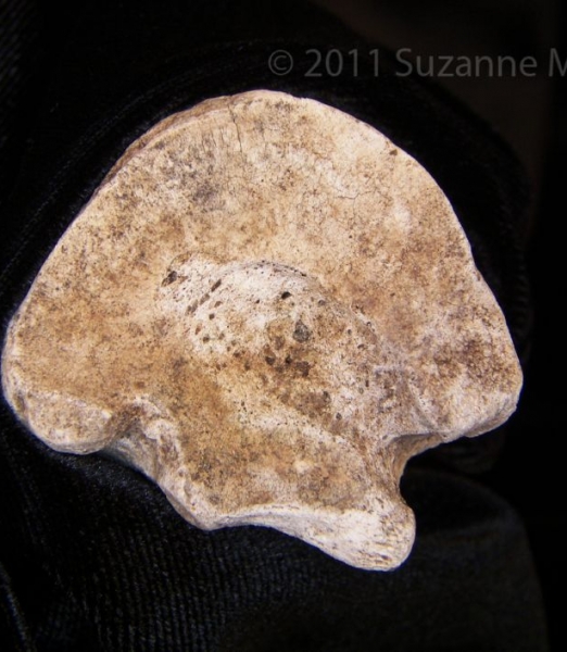 Proximal Articular Surface Horse Metatarsal