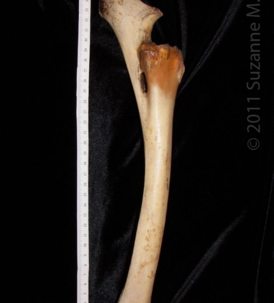 Lateral View Right Horse Radius and Ulna