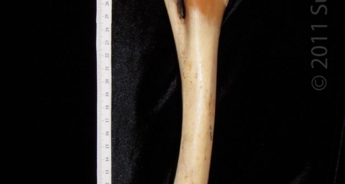 Lateral View Right Horse Radius and Ulna