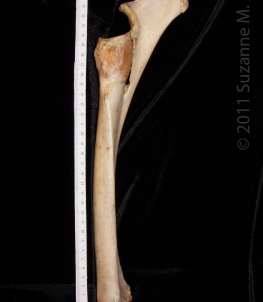 Medial View Right Horse Radius and Ulna
