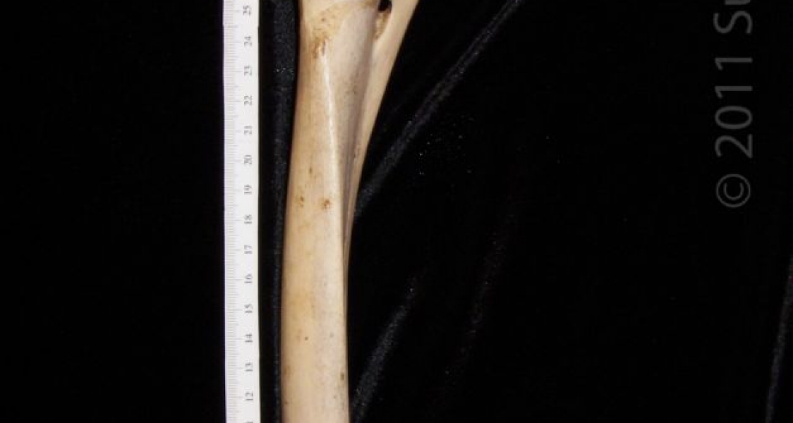 Medial View Right Horse Radius and Ulna