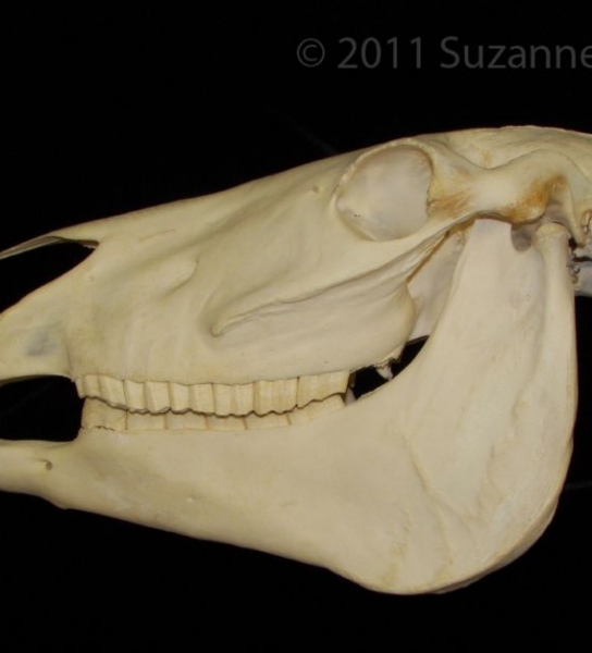 Lateral View Horse Skull