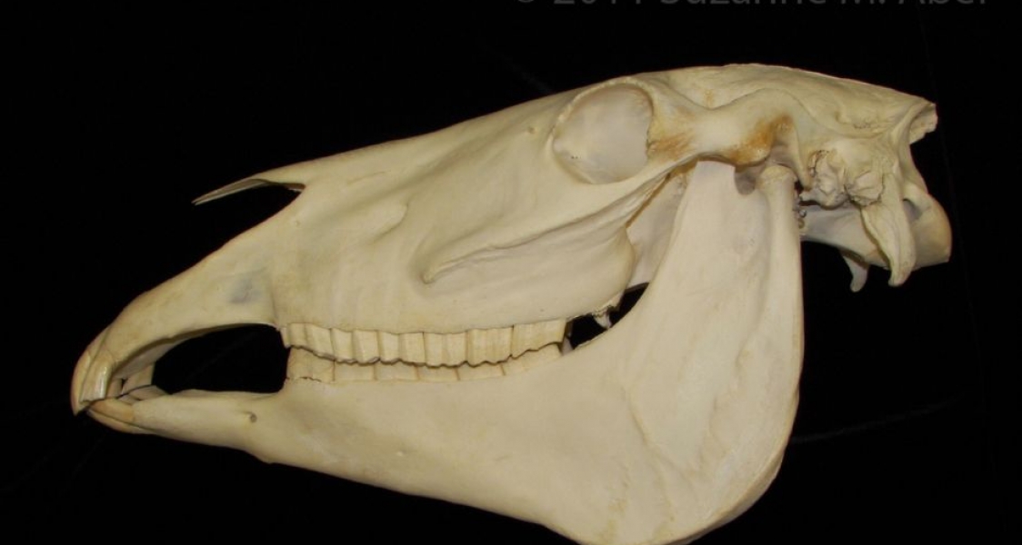 Lateral View Horse Skull