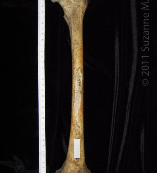 Anterior View Left Human Femur