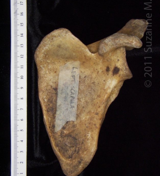 Anterior View Left Human Scapula