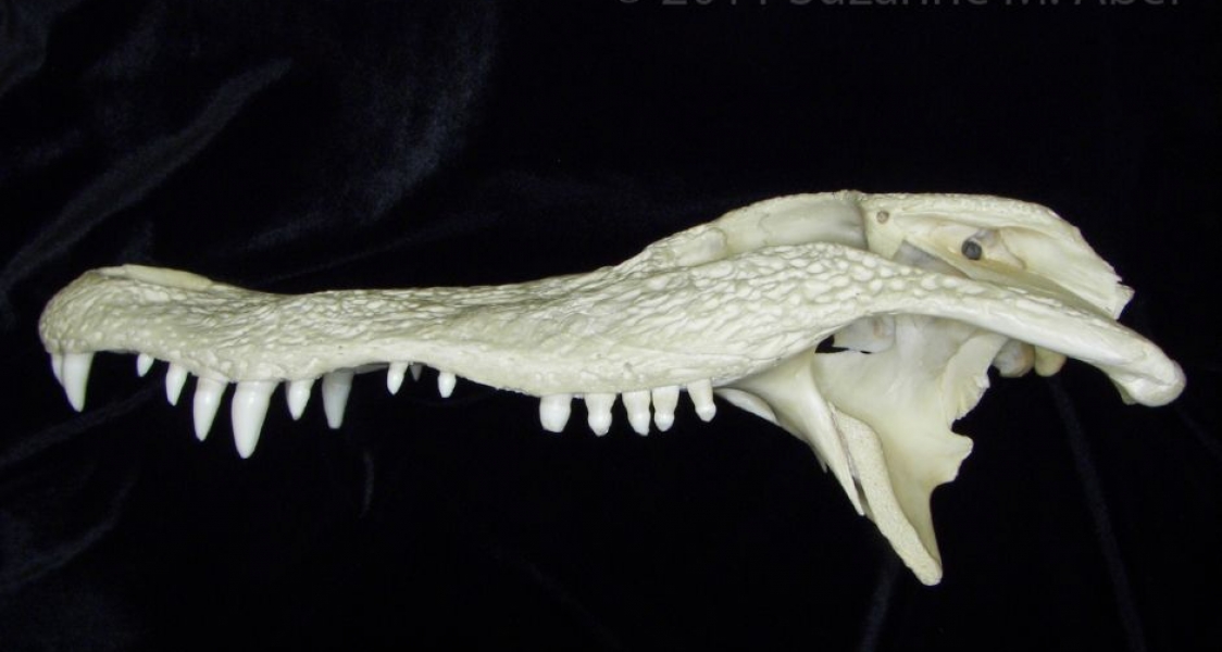 Lateral View Alligator Cranium