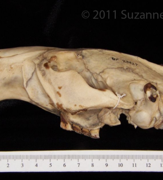 Lateral View American Beaver Cranium