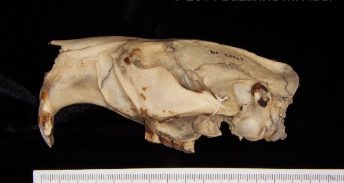 Lateral View American Beaver Cranium