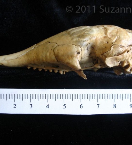 Lateral View Armadillo Cranium