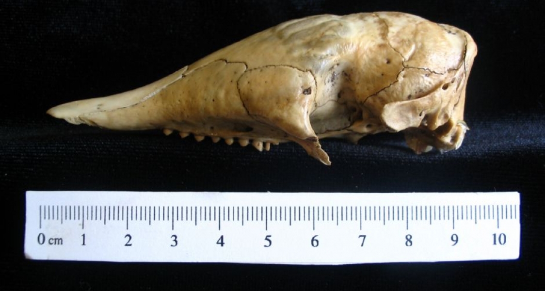 Lateral View Armadillo Cranium