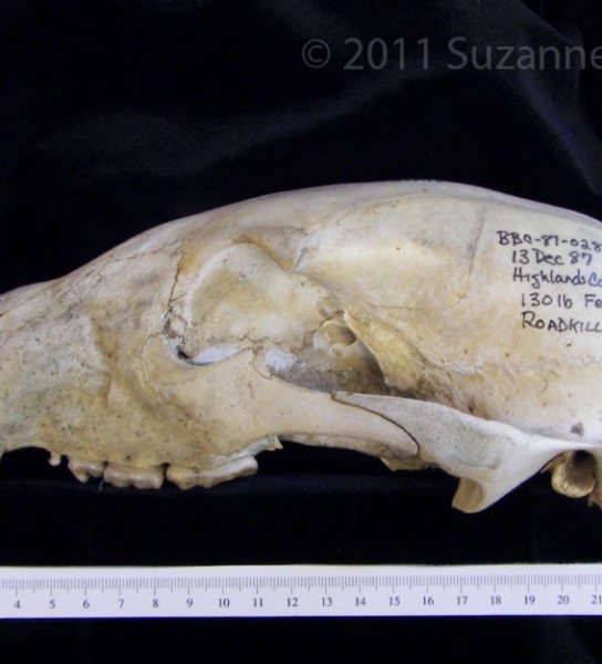 Lateral View American Black Bear Cranium