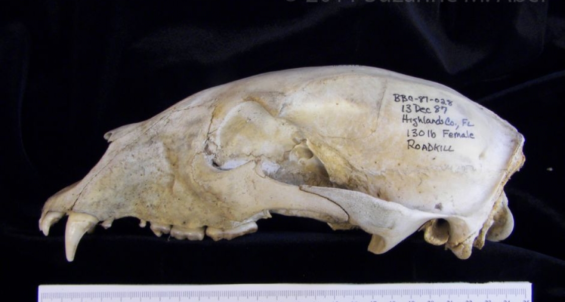 Lateral View American Black Bear Cranium