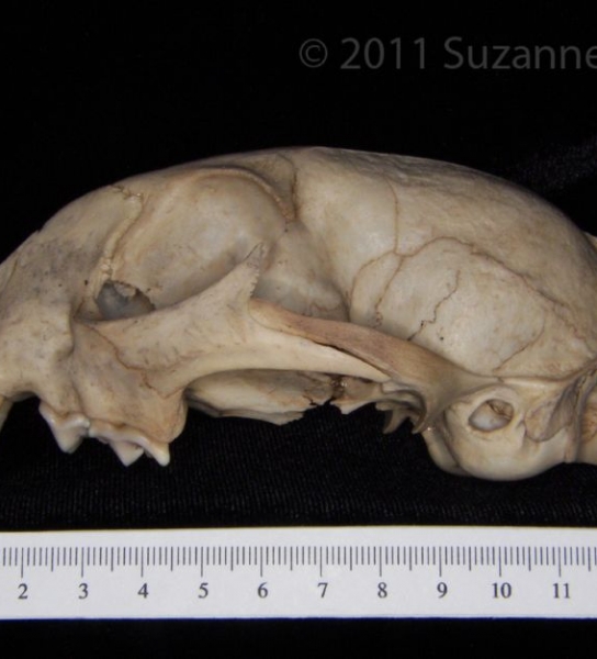 Lateral View Bobcat Cranium